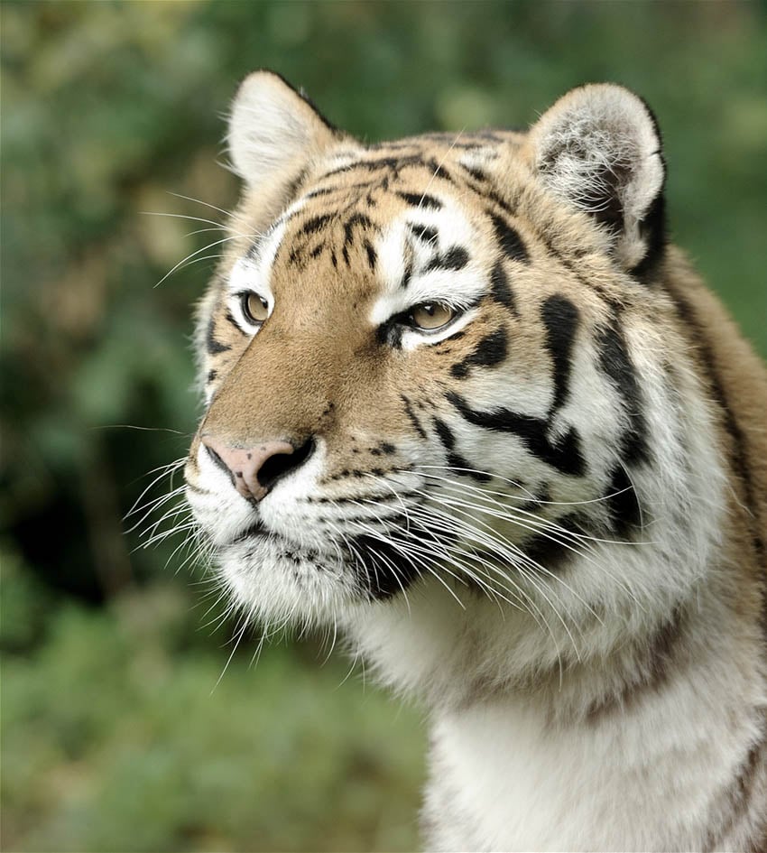 Hình ảnh cần chỉnh sửa