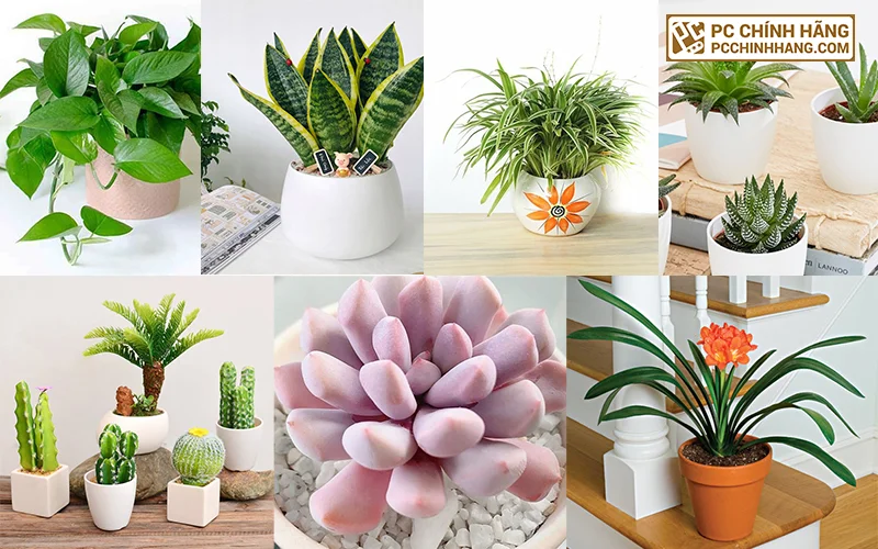 Cây hút bức xạ cho văn phòng