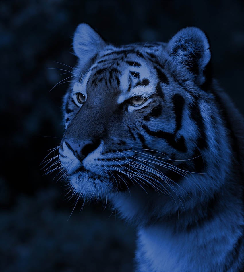 Lớp Color Lookup nhân đôi