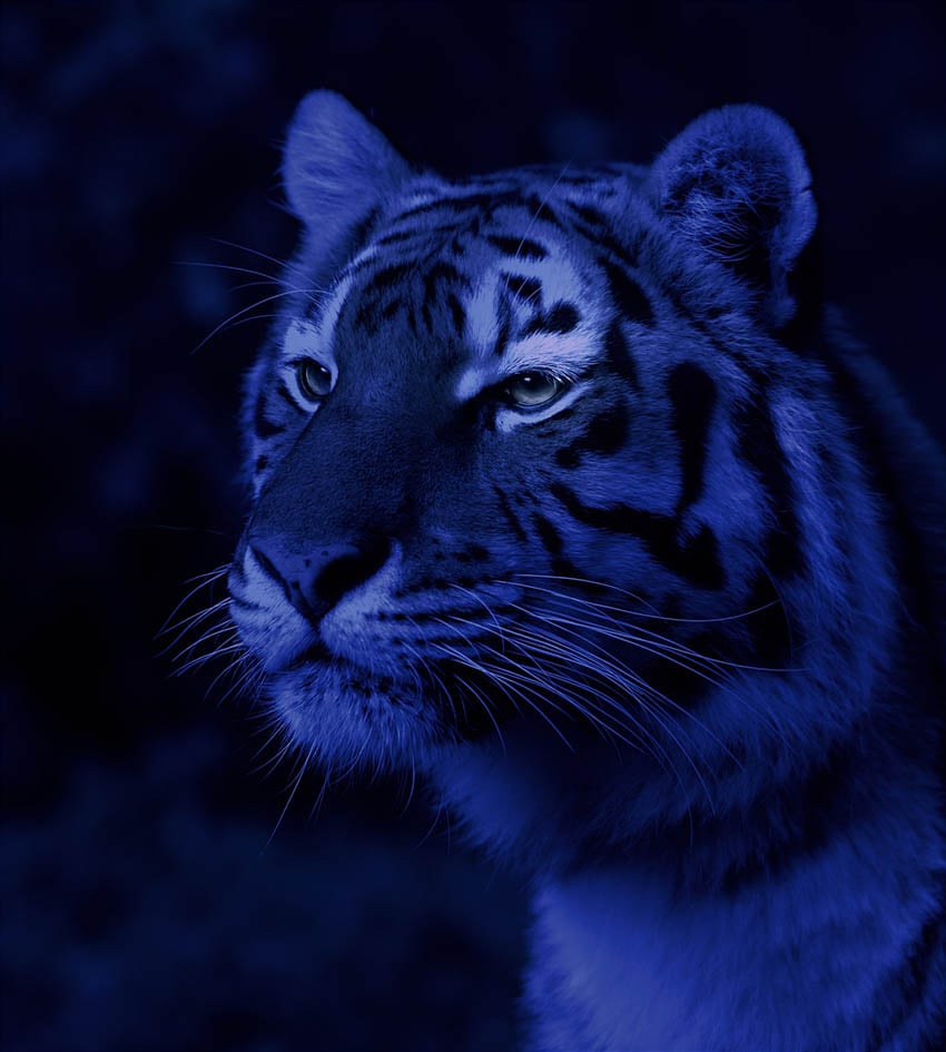 lớp màu chọn lọc ảnh hưởng