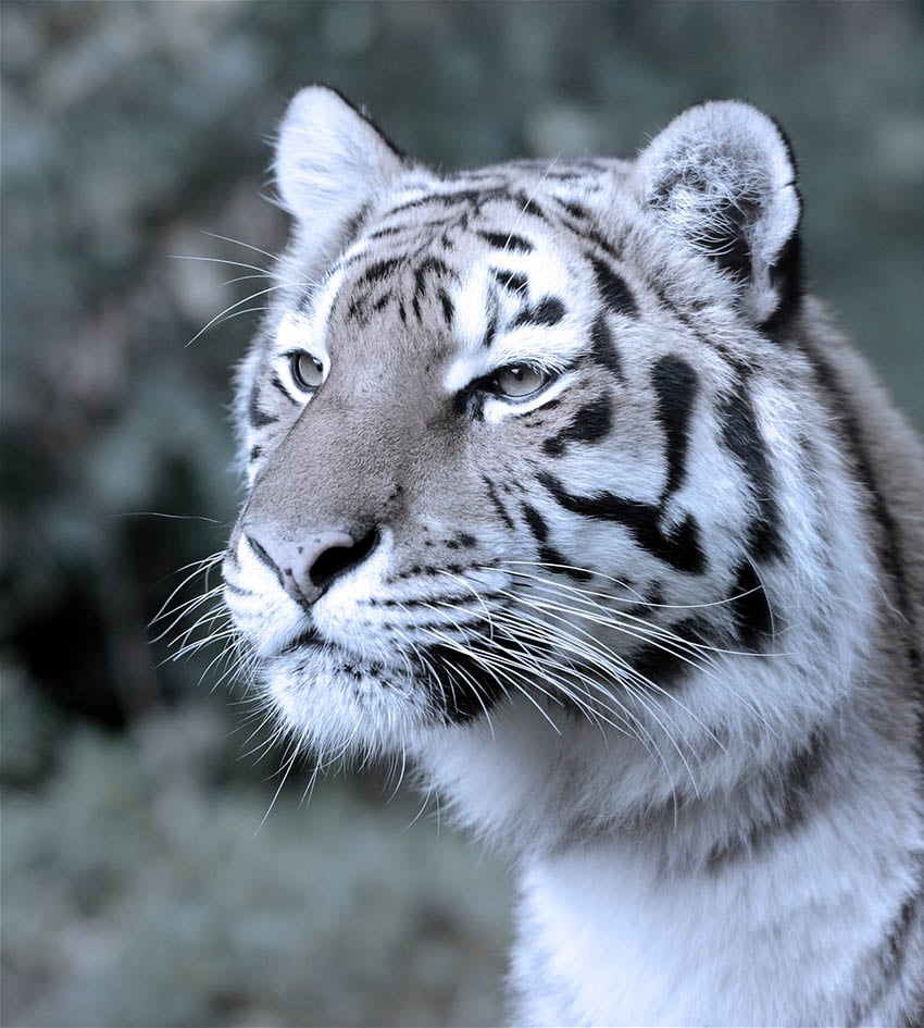 Thêm lớp điều chỉnh tra cứu màu